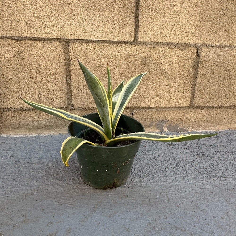 Agave / maguey / succulent/ americano